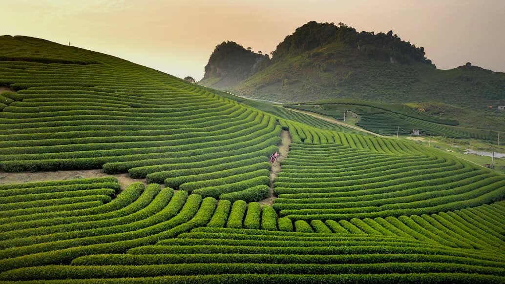 Green field